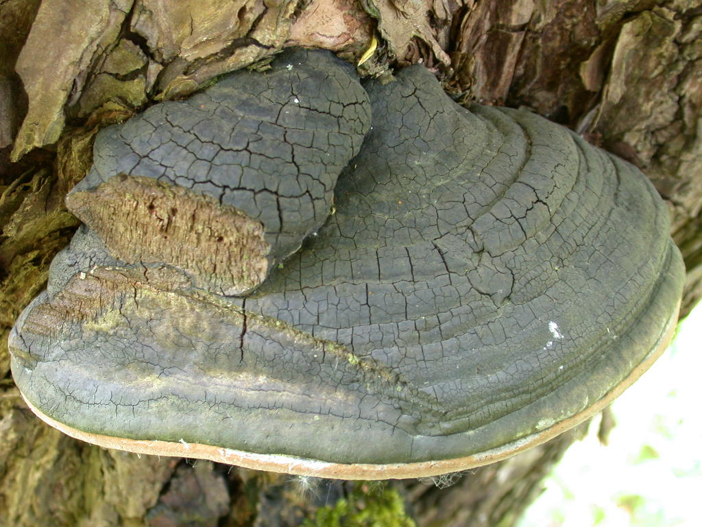 su Salix... (Phellinus ignarius)